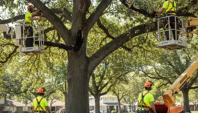 Fort Worth, TX arborist treating tree disease for healthier trees at Arbor Tree Care