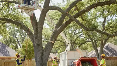 Professional tree pruning service in Fort Worth, TX for safer, healthier trees