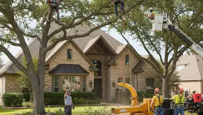Fort Worth, TX tree service crew trimming trees for safe, professional residential care