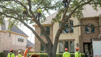 Fort Worth TX tree service crew trimming a tree for residential property maintenance