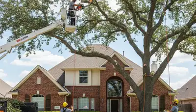 Tree service crew trimming trees in Fort Worth, TX for safe, professional property care