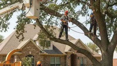 Fort Worth, TX tree service team trimming trees for residential property maintenance