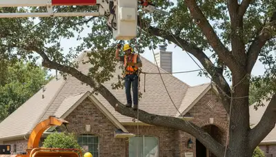 Fort Worth, TX tree service crew trimming trees for safe, professional property maintenance