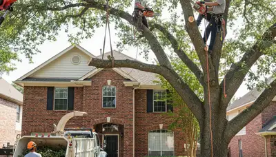 Tree service crew in Fort Worth, TX trimming and removing trees for safe, professional property care
