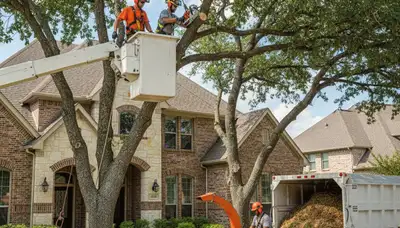 Tree service crew trimming a tree in Fort Worth, TX for safe, professional tree care