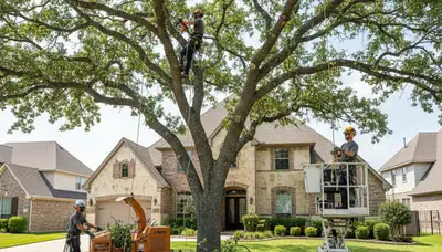 Tree service crew trimming a tree in Fort Worth, TX for safe, professional care