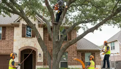 Tree service crew in Fort Worth, TX providing professional tree trimming and removal services