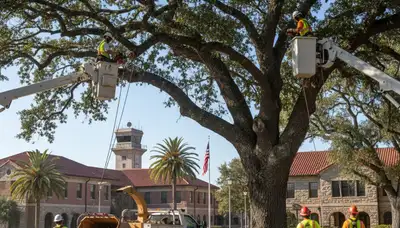 Tree service crew in Fort Worth, TX providing professional tree trimming and removal services