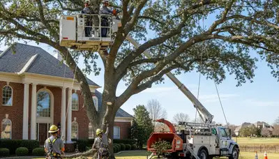 Tree service crew trimming trees in Fort Worth, TX for safe, professional property care