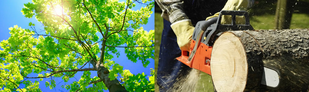 Tree Services Haltom City